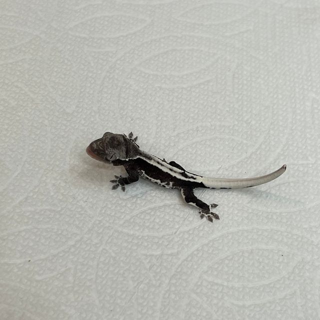 릴잔틱