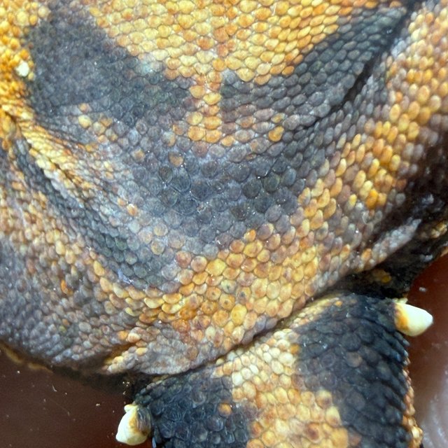 노멀 트라이 텐저린