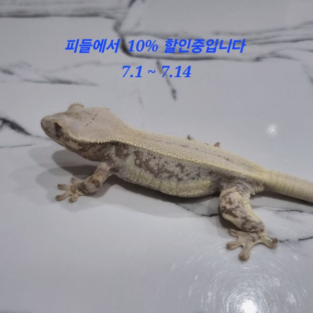 릴리화이트