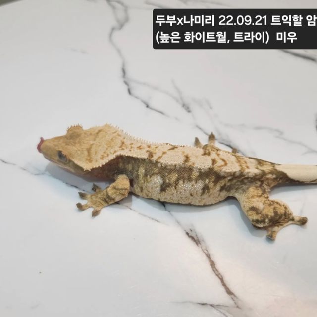 트라이 익스트림할리퀸