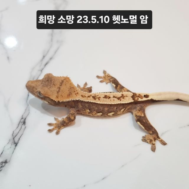 100%헷아잔틱