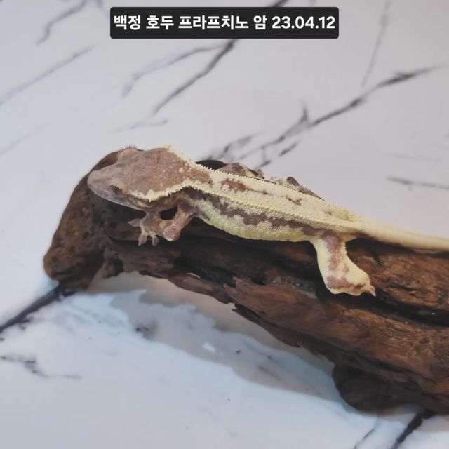 카푸치노 프라푸치노
