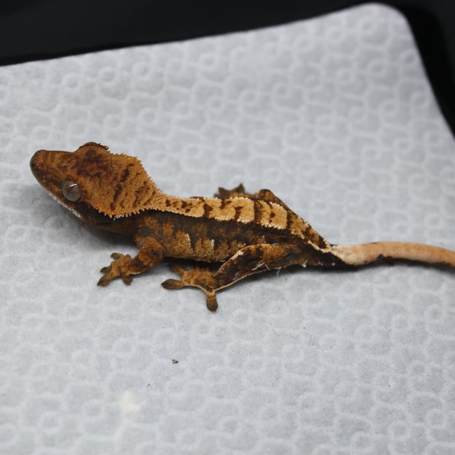 노멀 트라이 익스트림할리퀸