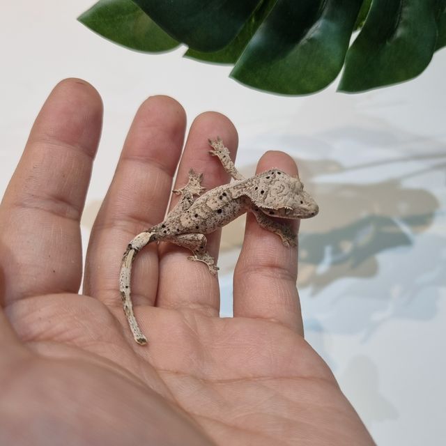 달마시안