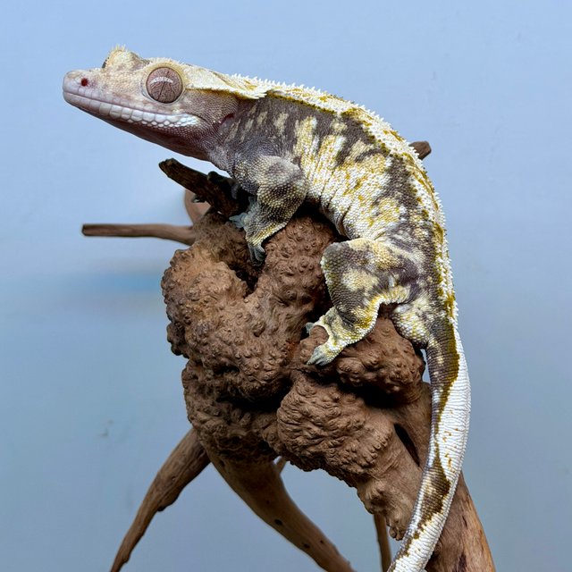 노멀 트라이 익스트림할리퀸