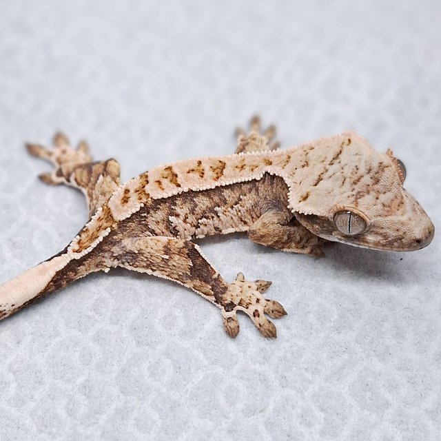 노멀 트라이 익스트림할리퀸 화이트스팟