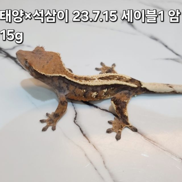 세이블 핀스트라이프