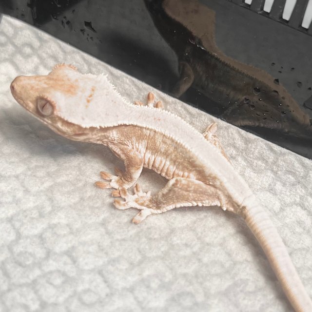 릴리화이트 솔리드백