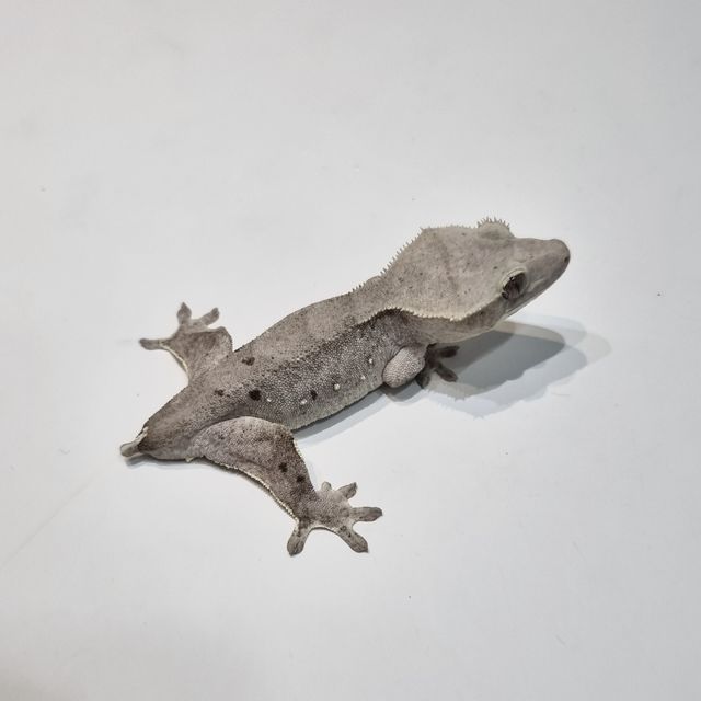 아잔틱