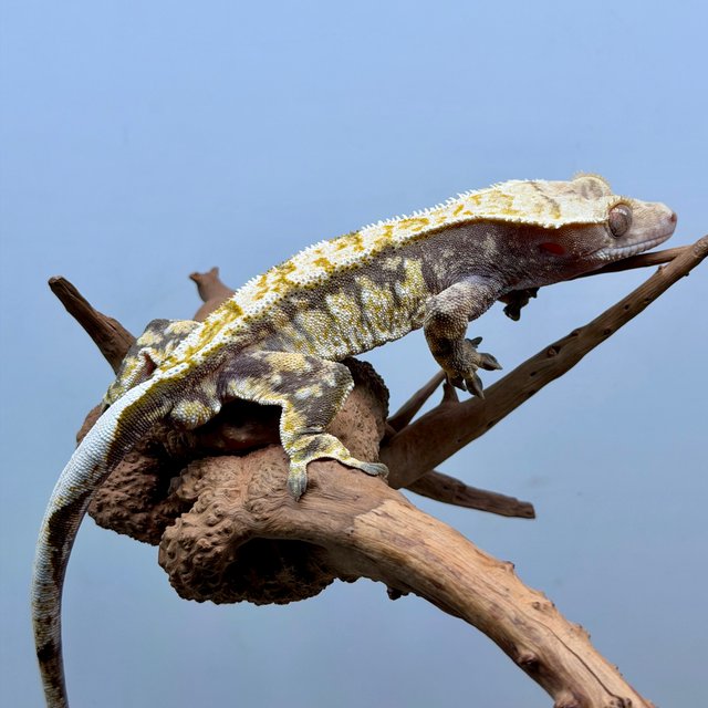 노멀 트라이 익스트림할리퀸