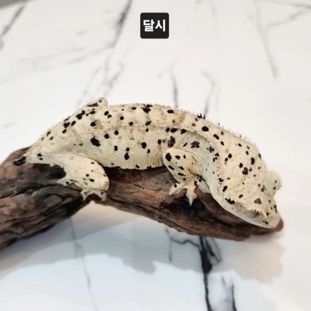 달마시안