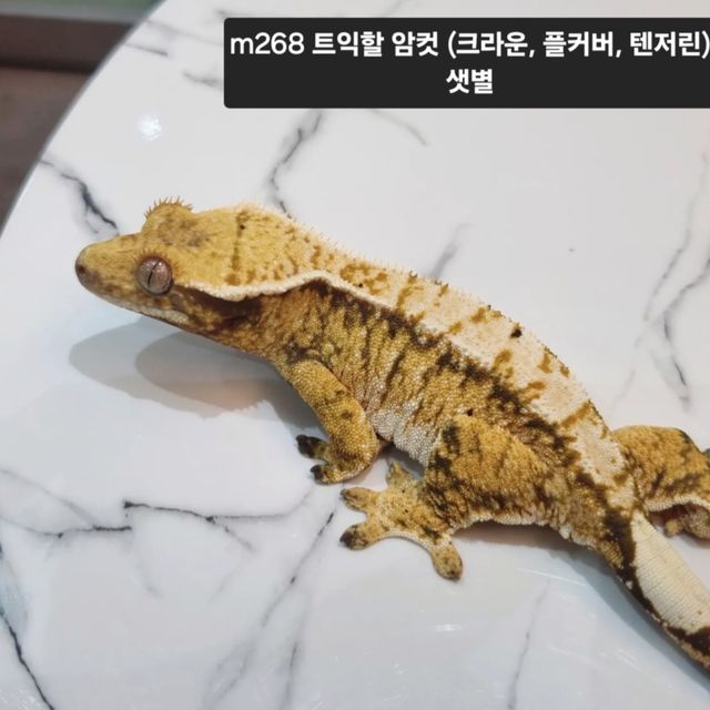 트라이 익스트림할리퀸