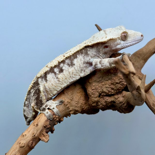 트라이 익스트림할리퀸