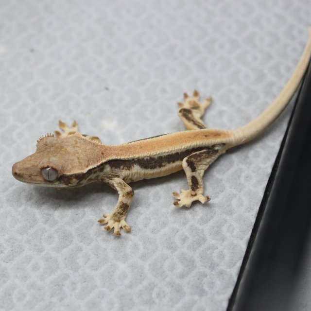 릴리화이트 솔리드백