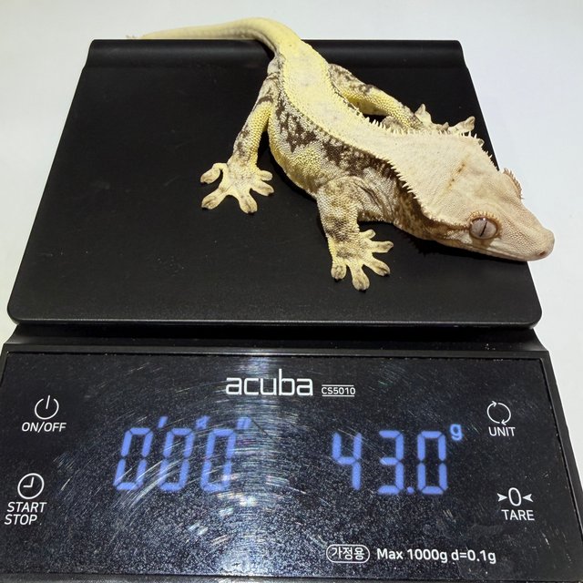 릴리화이트 트라이 솔리드백