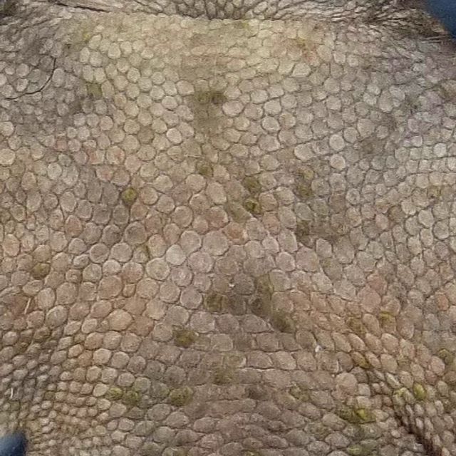 100%헷아잔틱