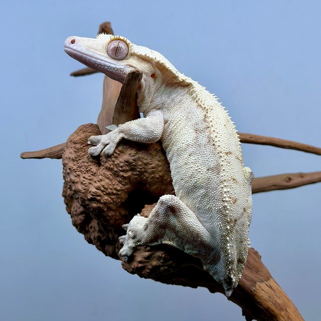 노멀 화이트 드리피