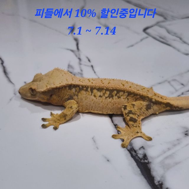 트라이 익스트림할리퀸 노멀