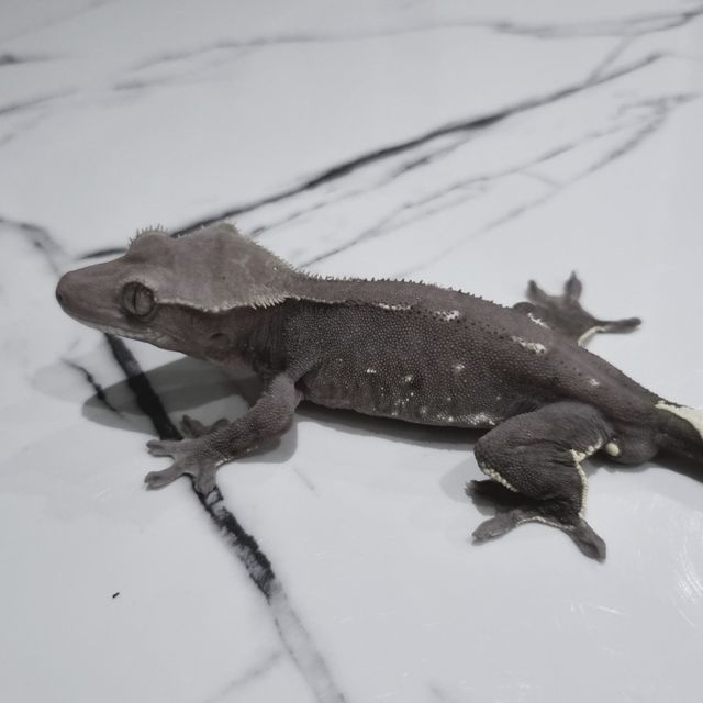 아잔틱