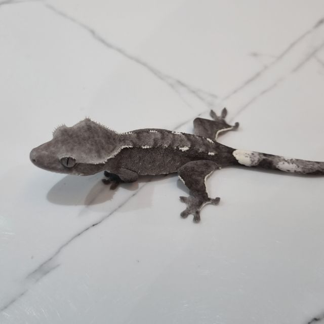 아잔틱