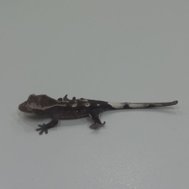슈퍼달마시안 아잔틱