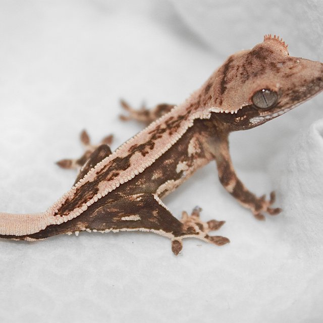 노멀 트라이 쿼드 슈퍼스트라이프 드리피