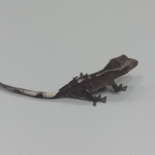 슈퍼달마시안 아잔틱