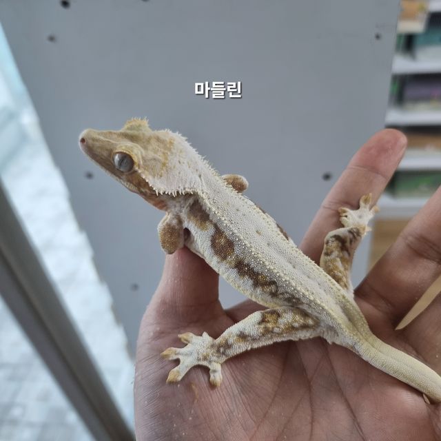릴리화이트