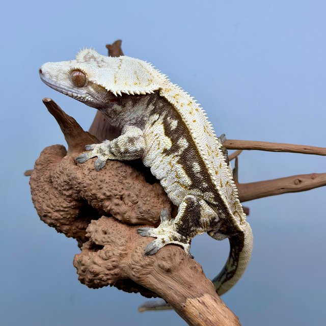 노멀 트라이 쿼드 풀핀