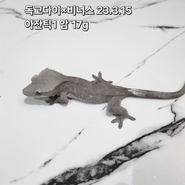 아잔틱 패턴리스