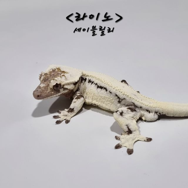 릴리 세이블