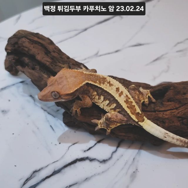 카푸치노