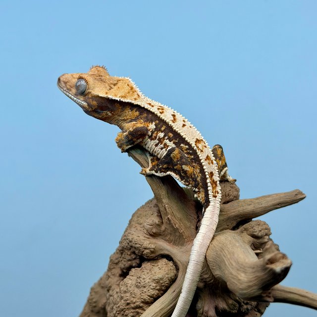 노멀 트라이 익스트림할리퀸 화이트