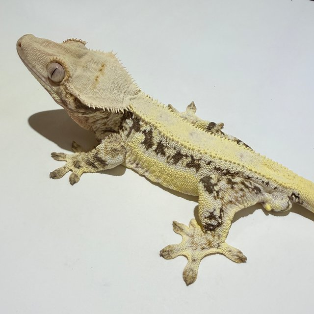 릴리화이트 트라이 솔리드백