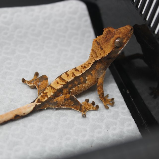 노멀 트라이 익스트림할리퀸