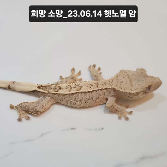 100%헷아잔틱