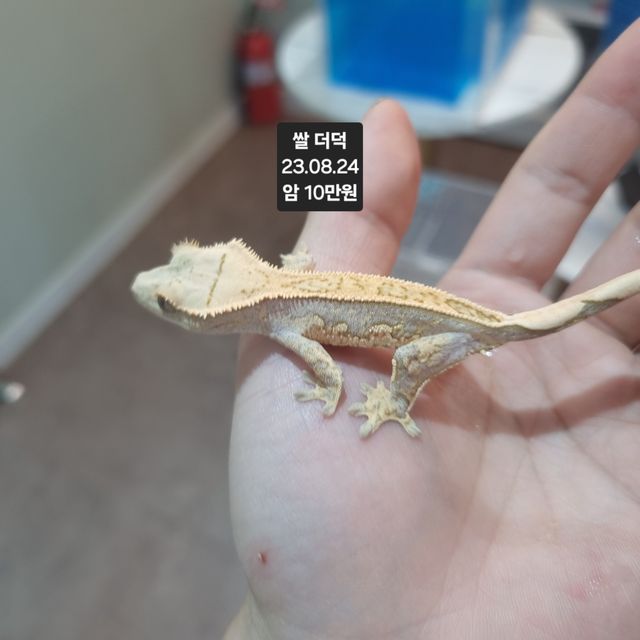 노멀