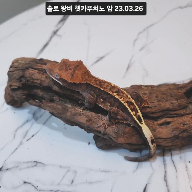 카푸치노 100%헷아잔틱