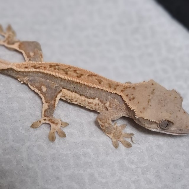 노멀 풀핀 쿼드 드리피