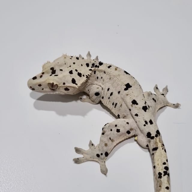 달마시안