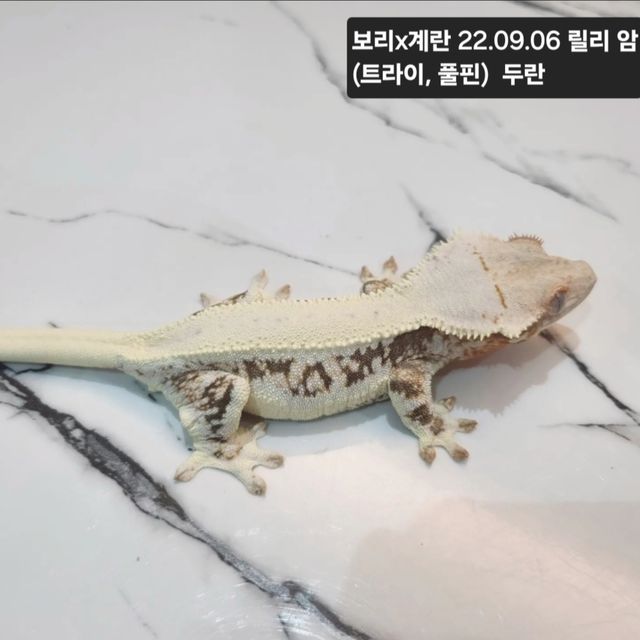 릴리화이트 트라이
