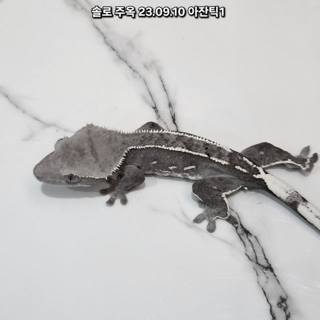 아잔틱