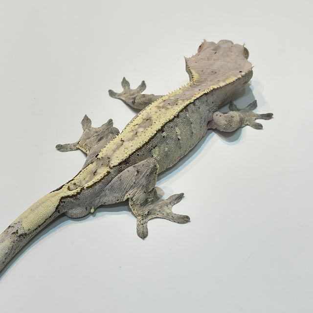 세이블