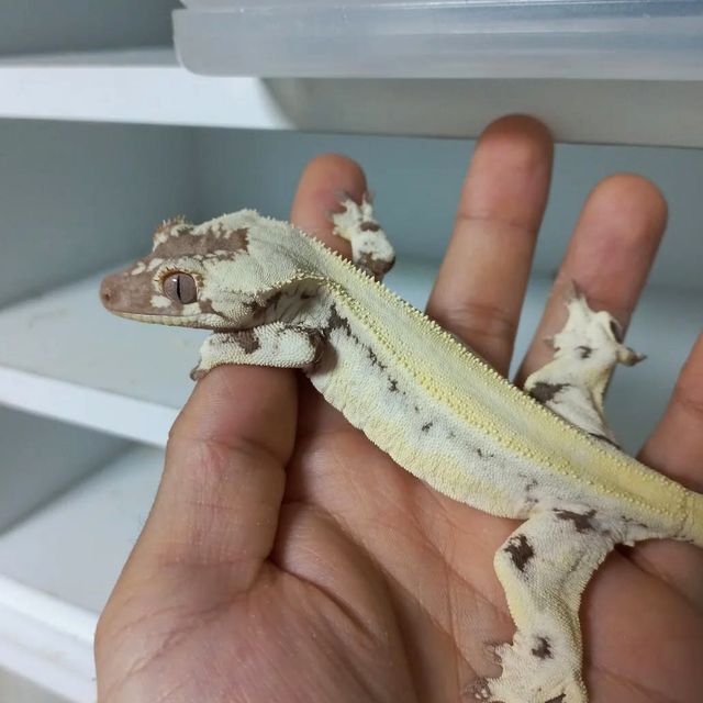 릴리 세이블