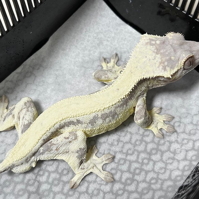 프라푸치노 솔리드백