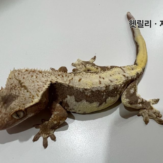 릴리100%헷아잔틱