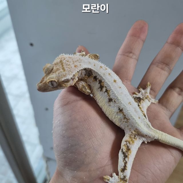 릴리화이트