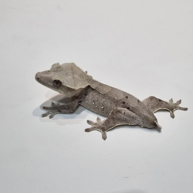 아잔틱