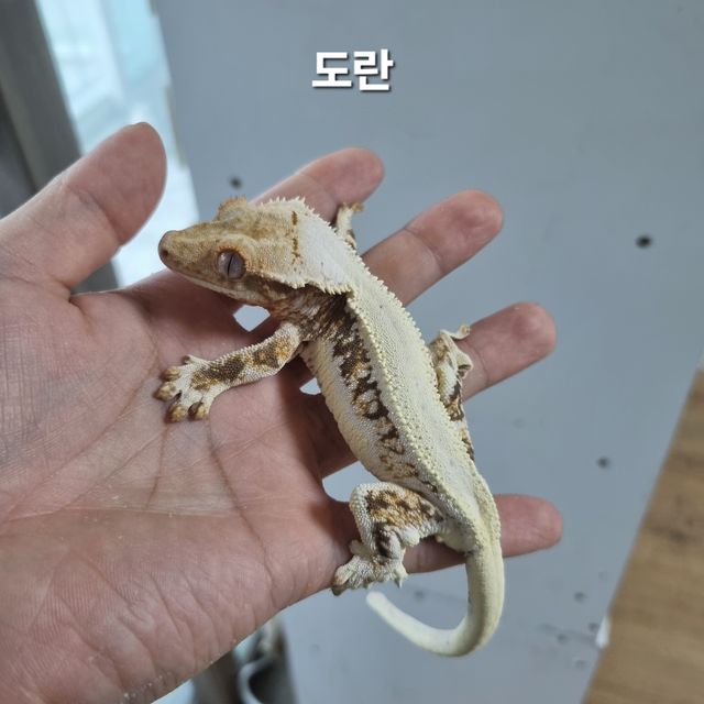 릴리화이트