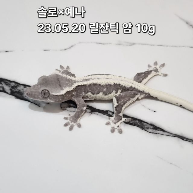 릴잔틱